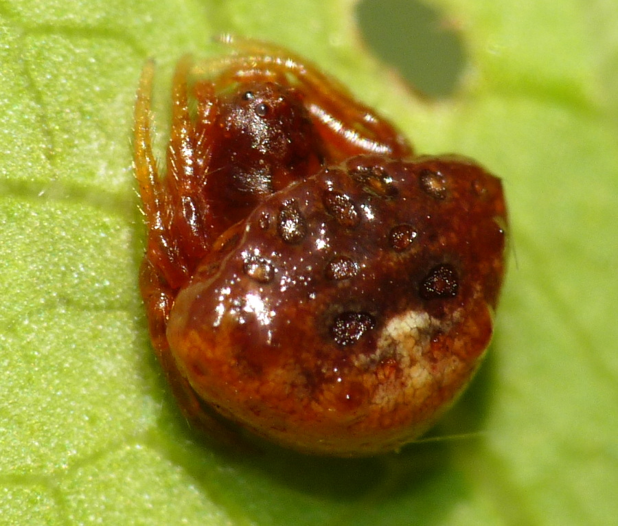 Cyrtarachne ixoides....dell''Elba??